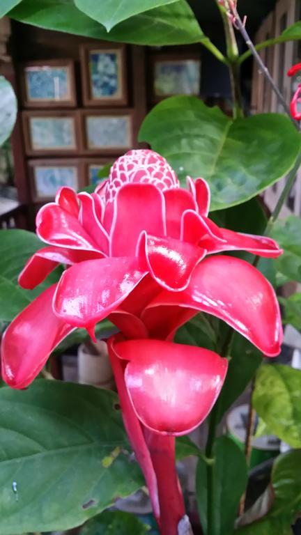 L'Ecomusee Creole De La Guadeloupe Sainte-Rose Quarto foto
